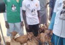 PDP Senator Empowers 900 Youth, Women with Goat Species in Jigawa