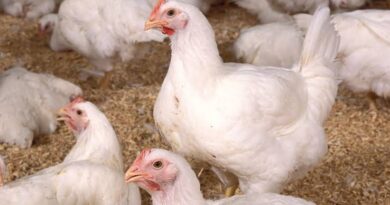 Birds Flu Hits Kano, Kills Dozens of Chickens