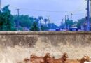 Kano Court Jails Five for Letting Goats Destroy Government Plants