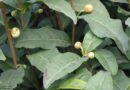 Kano Tea Producer In Prolonged Struggle Against Injustice