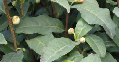 Kano Tea Producer In Prolonged Struggle Against Injustice