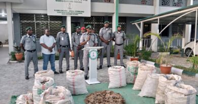 Kano/Jigawa Customs Command Arrests 420kg Pangolin Scales, Vows To Protect Wildlife Species