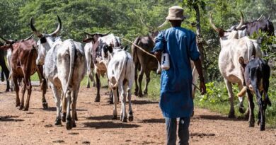 The Silent Betrayal: Marginalization of Nomadic Fulbe