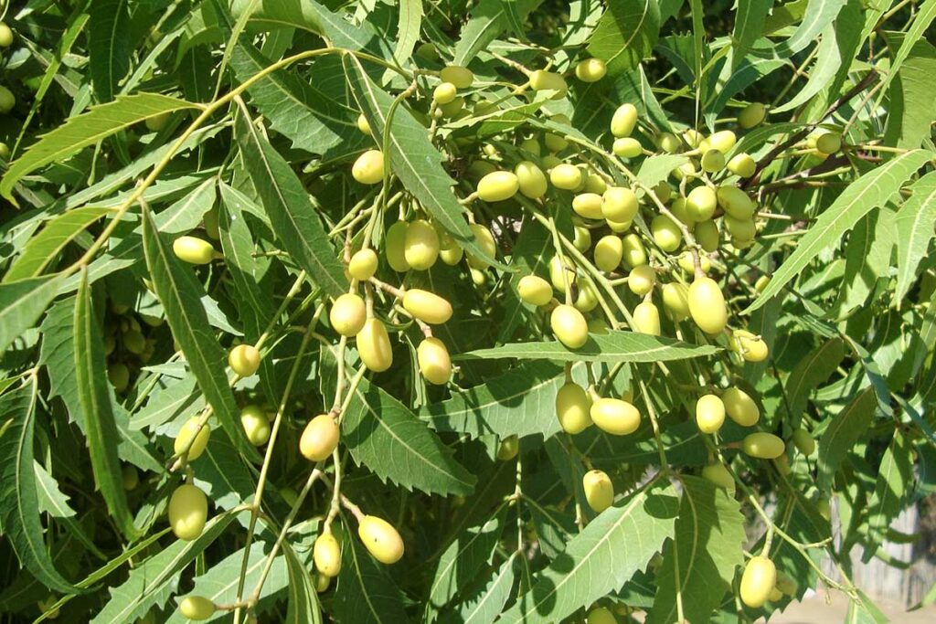 Neem