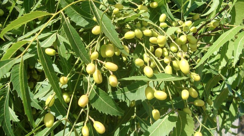 Neem